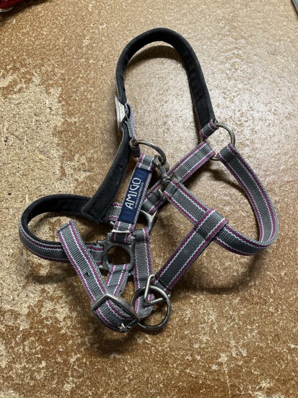 Cob amigo headcollar