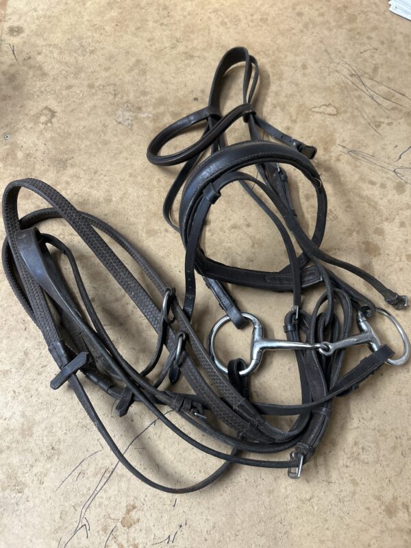 Cob brown with reins, bit and running martingale