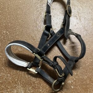 Pony black leather headcollar