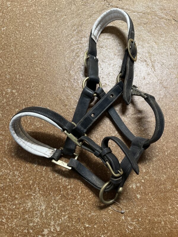 Pony black leather headcollar